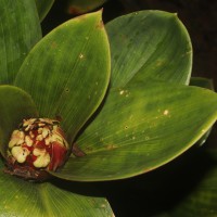 Costus erythrophyllus Loes.